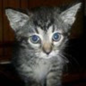 Meet your Posher, Tomi